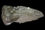 Excellent, (Mycterosaurus) Claw - Oklahoma #79533-1